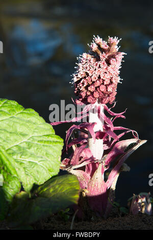 Common Butterbur plant (Petasites Hybridus) growing on the riverbank of the River Wear, Durham, England.