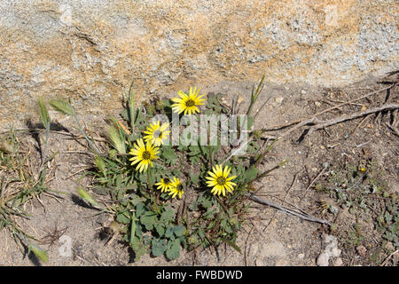 South African dandelion or Cape weed arctotheca calendula  in bloom  in late winter is  still a pretty plant with yellow flowers Stock Photo