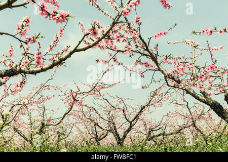 pink peach blossom blooming in the orchard Stock Photo