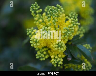 mahonia aquifolium oregon grape with yellow flowers Stock Photo