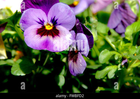 Botanic gardening plant : macro shot of purple viola cornuta (horned pansy or horned violet) Stock Photo