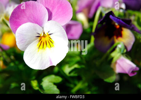 Botanic gardening plant : macro shot of white viola cornuta (horned pansy or horned violet) Stock Photo