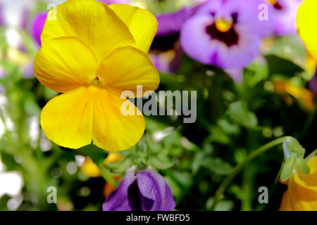 Botanic gardening plant : macro shot of yellow viola cornuta (horned pansy or horned violet) Stock Photo