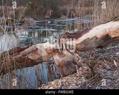 willow tree hurt by beaver on river background Stock Photo