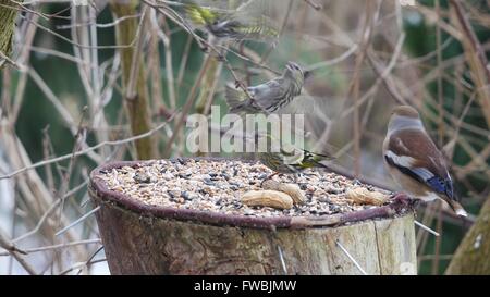 siskin and hawfinch on forest background Stock Photo