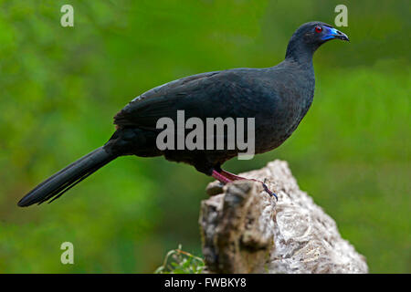 Black guan perched Stock Photo