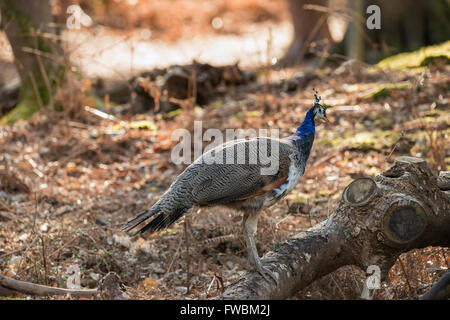 Beautiful peahen roosting in forest landscape Stock Photo