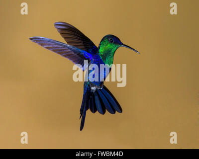 Male violet-crowned woodnymph hummingbird hovering Stock Photo