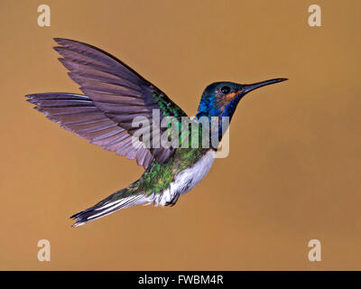 Juvenile male white-necked jacobin hummingbird hovering Stock Photo