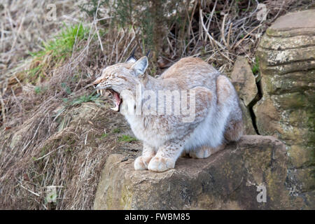 A single European Lynx sitting on a rock showing teeth Stock Photo