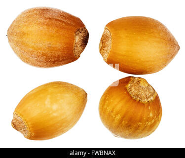 Four forest hazelnuts isolated on white background Stock Photo