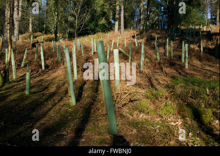 A forest clearing showing areas where new saplings have been planted and are being protected by plastic sheaths around the new trees trunks in an area being replanted in the south of the united kingdom. Stock Photo