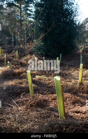 A forest clearing showing areas where new saplings have been planted and are being protected by plastic sheaths around the new trees trunks in an area being replanted in the south of the united kingdom. Stock Photo