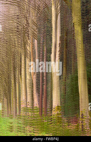 Abstract Beech trees Stock Photo