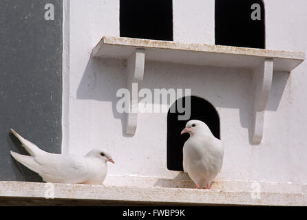 White Doves or Fan-Tailed Pigeons in an historic Dovecote Stock Photo