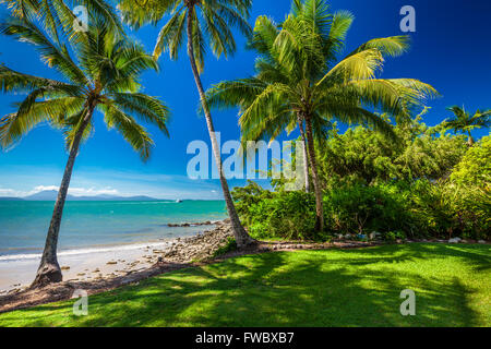 Rex Smeal Park in Port Douglas with tropical palm trees and beach, Australia Stock Photo