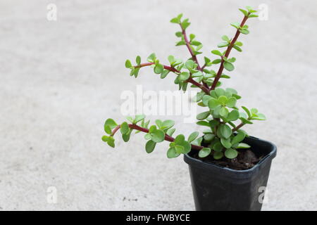 Money Penny or Jade Succulent Stock Photo