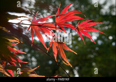 Close up detail of the flame coloured leaves of the tree Acer palmatum Chitoseyama in fall or Autumn. Stock Photo