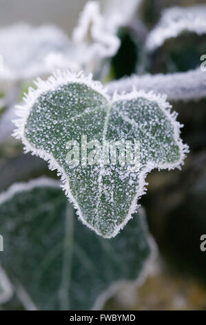 Detail of frost covered ivy leaves  on a stone wall. Stock Photo