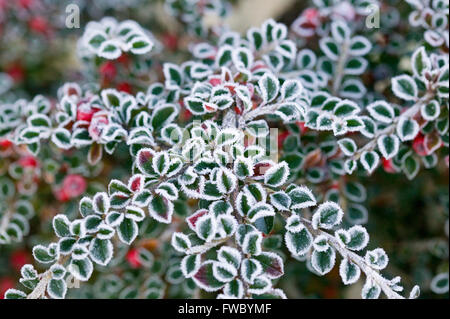 Detail of the plant Cotoneaster Lacteus showing red berries covered forst. Stock Photo