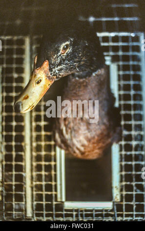 Force-feeding ducks and geese at a farm near Périgueux, Dordogne, France. Stock Photo