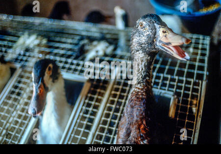 Force-feeding ducks and geese at a farm near Périgueux, Dordogne, France. Stock Photo