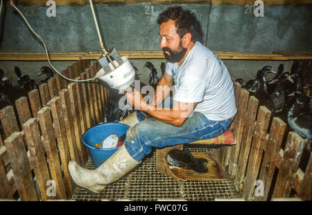 Force-feeding ducks and geese at a farm near Périgueux, Dordogne, France. Stock Photo