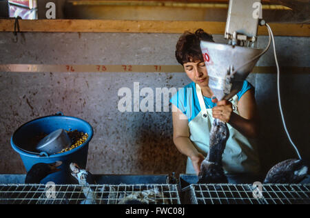 Force-feeding ducks and geese at a farm near Périgueux, Dordogne, France. Stock Photo