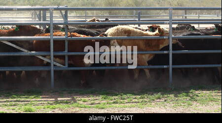 Cow in Pen – Cows herded in to holding pen Stock Photo