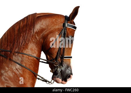 Arabian Horse – Close up of a Arabian horse isolated on white background Stock Photo