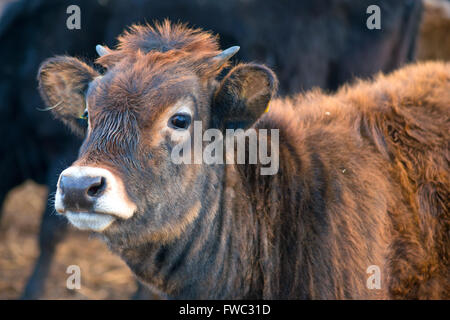 Curious brown calf Stock Photo