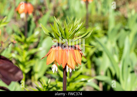 Fritillaria imperialis (crown imperial, imperial fritillary or Kaiser's crown) Stock Photo