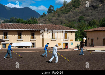 Workers in Filadelfia coffee estate, R. Dalton Coffee Company, Antigua, Guatemala Stock Photo