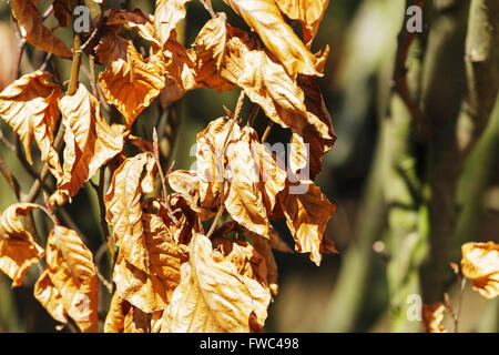 Leaves left on the branches of beech tree Stock Photo