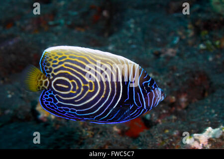 Sub-adult Emperor Angelfish, Pomacanthus imperator. Stock Photo