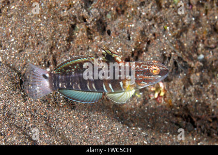 Banded Goby, Amblygobius phalaena. Also known as White-barred Goby. Tulamben, Bali, Indonesia. Bali Sea, Indian Ocean Stock Photo
