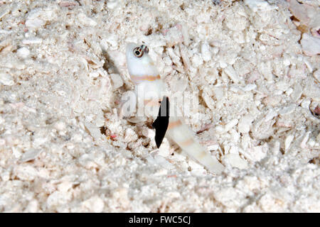 Steinitz's Shrimpgoby, Amblyeleotris steinitzi with a parasitic nudibranch, Gymnodoris nigricolor on the dorsal fin. Stock Photo