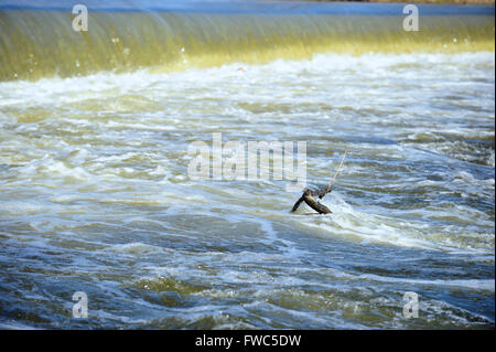 Rushing water pours over a Fox River dam in a swirl of activity. South Elgin, Illinois, USA. Stock Photo