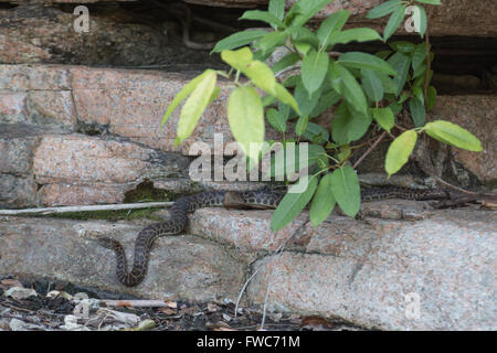 Photograph of a wild python in Queensland, Australia. Stock Photo