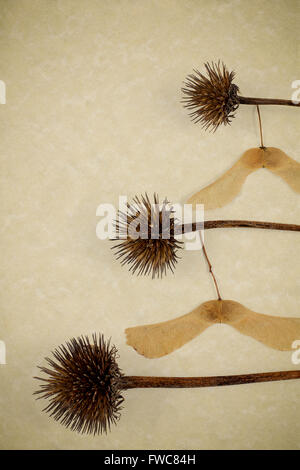 Maple seeds hanging on stems of seed pods like clothes hangers Stock Photo