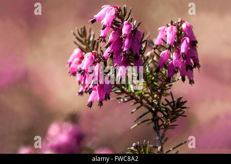 Flowering Erica carnea Winter Heath Stock Photo