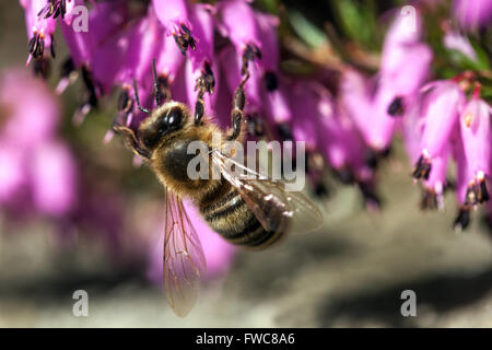 Flowering Erica carnea Winter Heath close up and pollinating Honey bee on flower Heather Stock Photo