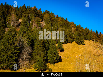 trees on the hillside  with blue sky background Stock Photo