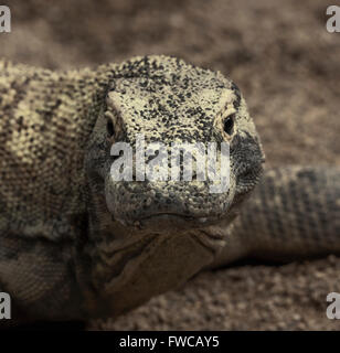 Komodo dragon, or monitor (Varanus komodoensis).  Giant lizard found in several Indonesian islands. Stock Photo