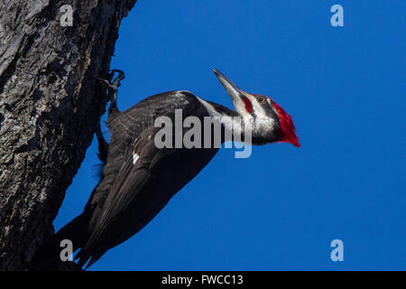 Pileated Woodpecker on Tree Trunk Stock Photo