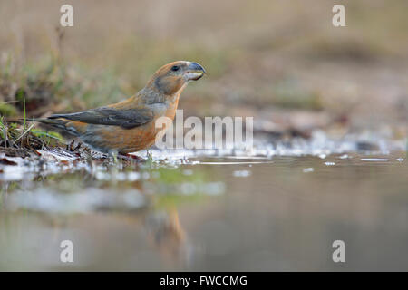 Parrot Crossbill ( Loxia pytyopsittacus ), beautiful adult red male, drinking at a natural puddle,  low point of view. Stock Photo
