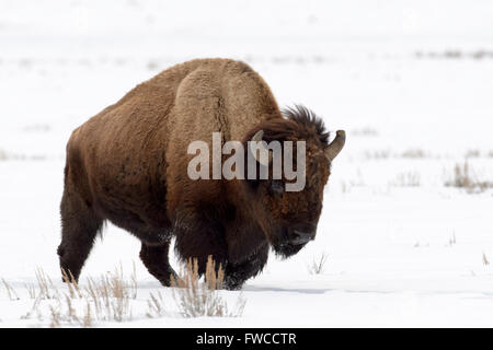 Bison (Bison bison) in snow, Lamar Valley, Yellowstone National Park, Wyoming, Montana, USA Stock Photo