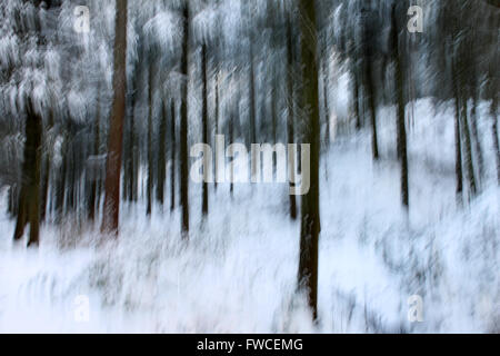 Intentional camera movement or motion blur of forest trees after snowfall in Coed Llandegla Forest near Wrexham Wales Stock Photo