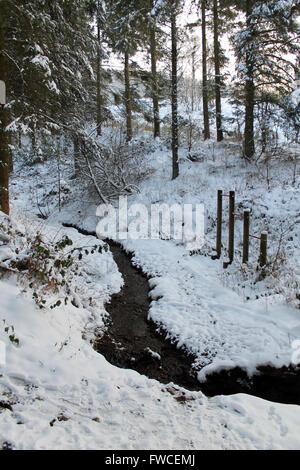 Snowfall in Coed Llandegla Forest near Wrexham Wales Stock Photo