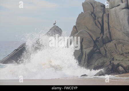 Bird on Rocks With Waves Crashing Below Cabo San Lucas Mexico